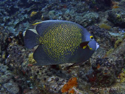 A beautiful French Angel on the 'Sugar Wreck' in the Baha... by Gary Curtis 